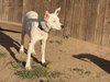 Harvey - Photo 2