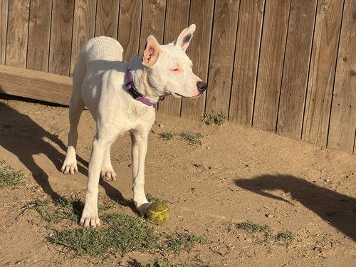 HARVEY - Pit Bull Terrier / Terrier available for adoption