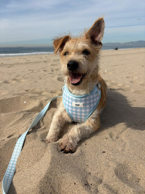 XOLO - Norfolk Terrier / Parson Russell Terrier available for adoption