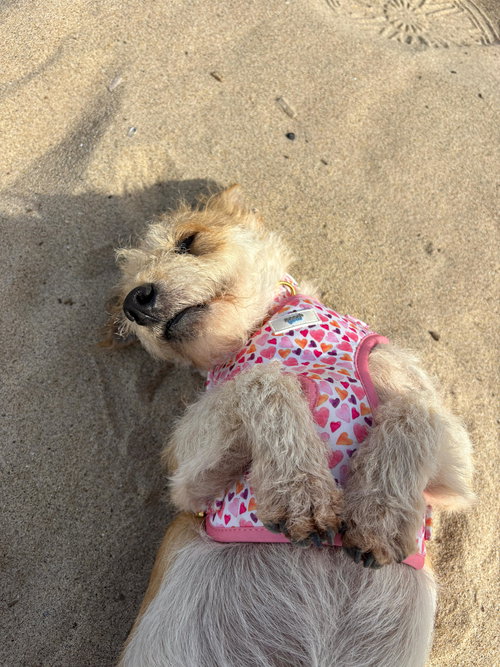 XOLO - Norfolk Terrier / Parson Russell Terrier available for adoption