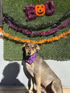 Conchy - Photo 1