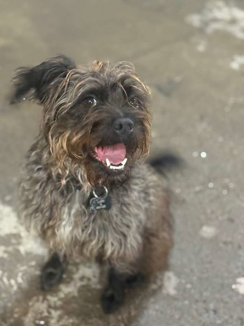 LUCY BOO - Poodle (Standard) / Wheaten Terrier available for adoption