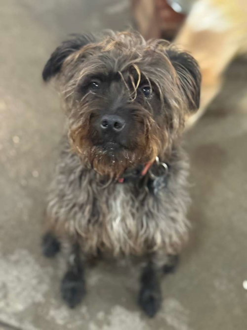 LUCY BOO - Poodle (Standard) / Wheaten Terrier available for adoption