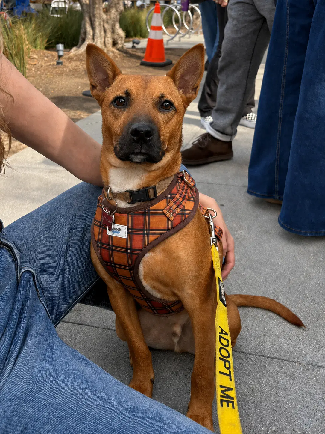 Jorge - Black Mouth Cur