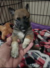 Dawson - Photo 4