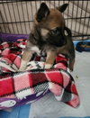 Dawson - Photo 5