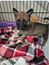 Dawson - Photo 6