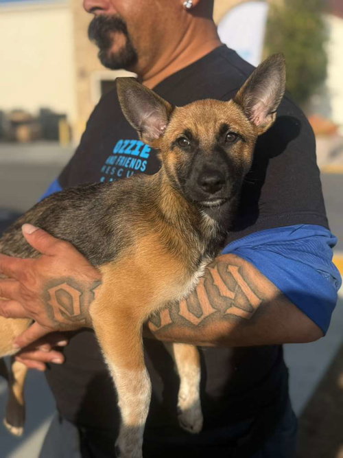 DAWSON - Shepherd / Terrier available for adoption