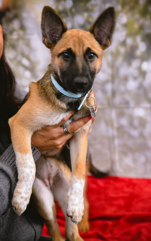 DAWSON - Shepherd / Terrier available for adoption