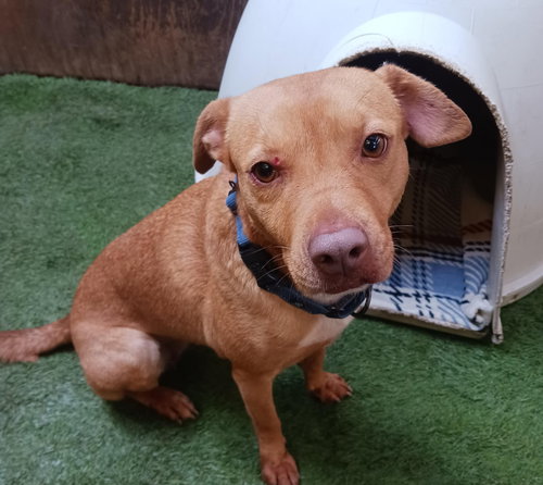 SOFI - Terrier available for adoption