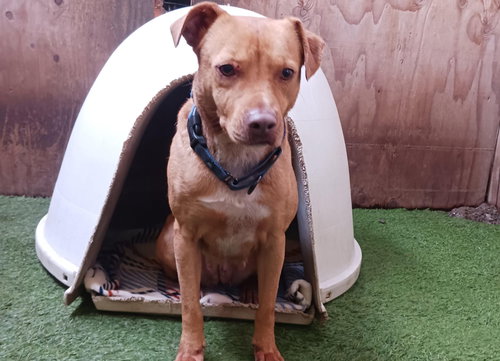 SOFI - Terrier available for adoption