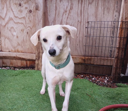DARCY - Jack Russell Terrier / Feist available for adoption
