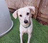 Darcy - Photo 2