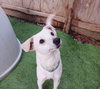 Darcy - Photo 3