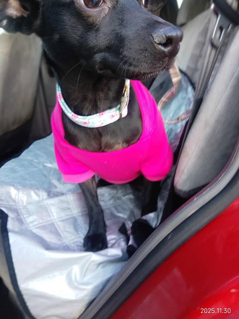 BELLA STORMY - Chihuahua available for adoption