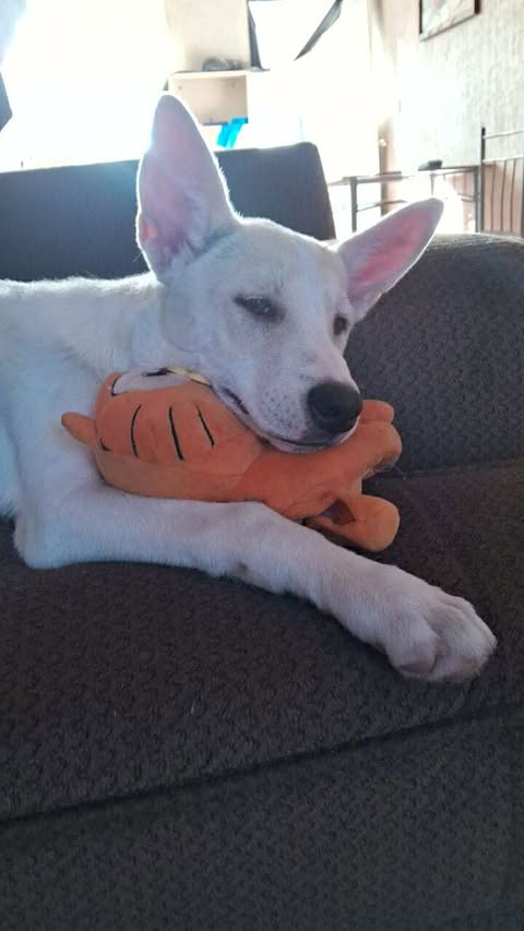 TERESITA - Australian Kelpie / Husky available for adoption
