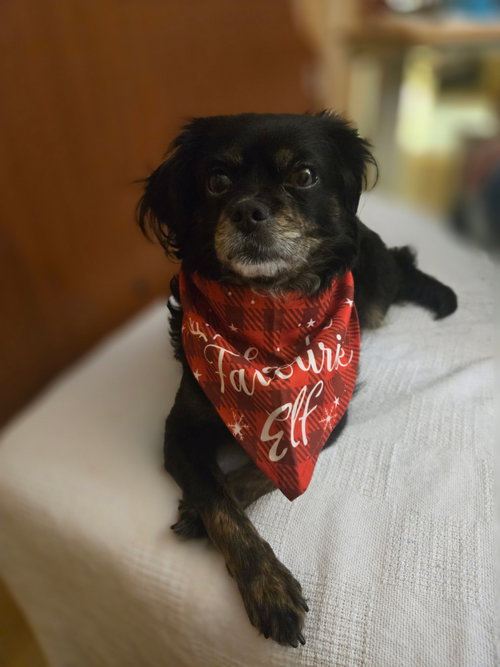 MAGGIE - Chihuahua / Jack Russell Terrier available for adoption