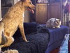 Luna Love - Photo 5