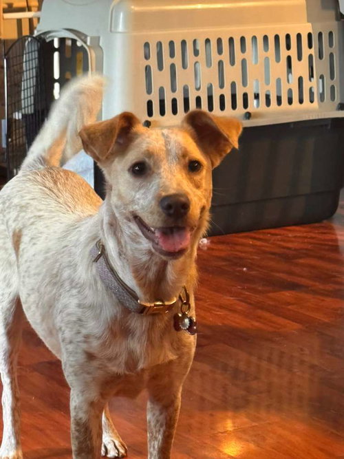 LUNA LOVE - Parson Russell Terrier / Catahoula Leopard Dog available for adoption