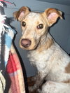 Luna Love - Photo 4