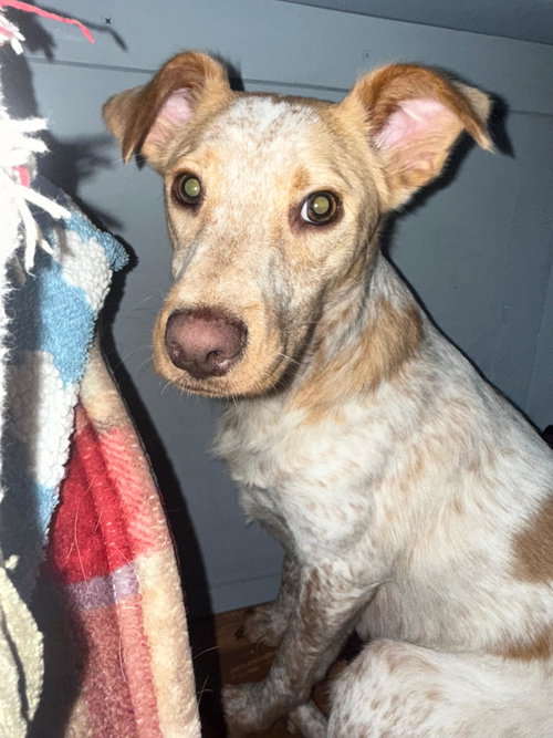 Luna Love photo 4