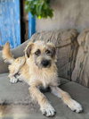 Marley - Photo 1