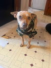 Little Papi - Photo 2