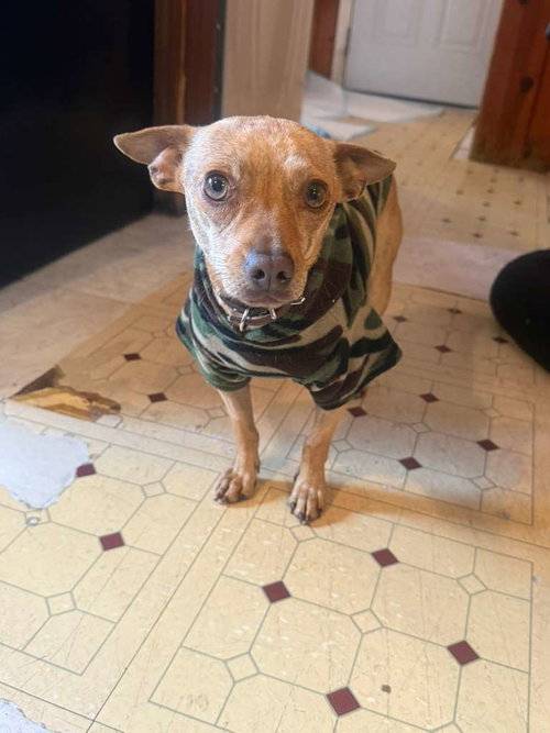 LITTLE PAPI - Chihuahua available for adoption