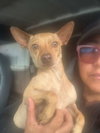 Little Papi - Photo 3