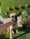 Mrs. Molly - Photo 1