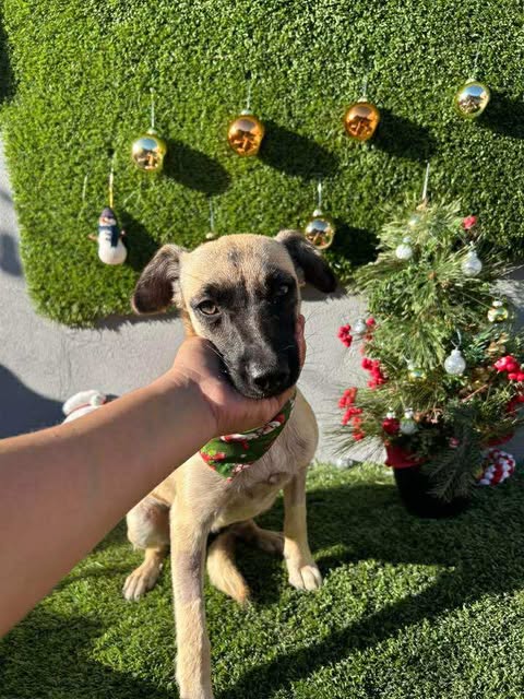 MRS. MOLLY - Terrier / Jack Russell Terrier available for adoption
