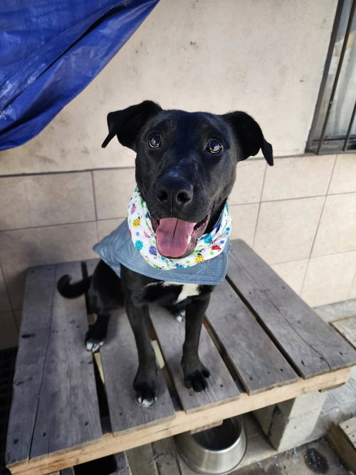 BAYA - Black Labrador Retriever available for adoption