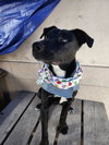 Baya - Photo 2