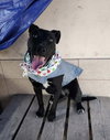 Baya - Photo 3