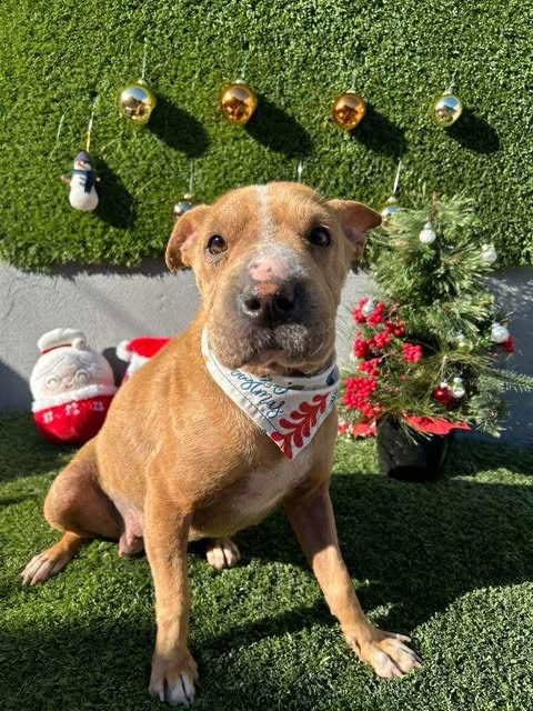 SHARPIE - Shar Pei / Terrier available for adoption