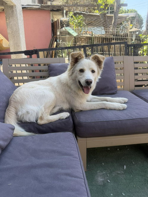 picture of the dog needing adoption