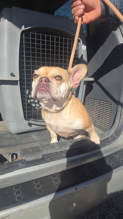 picture of the dog needing adoption
