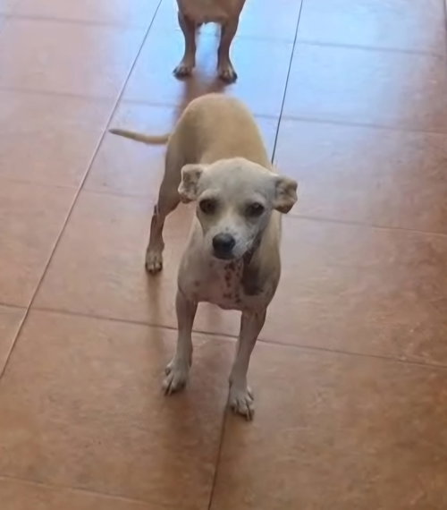 picture of the dog needing adoption