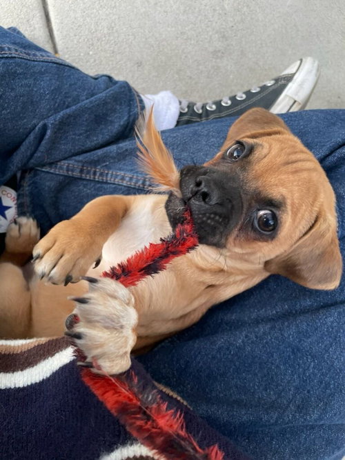 picture of the dog needing adoption