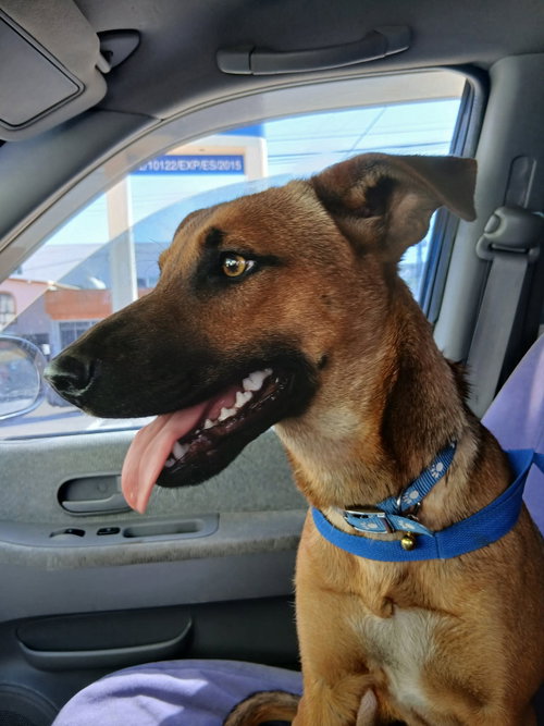 picture of the dog needing adoption