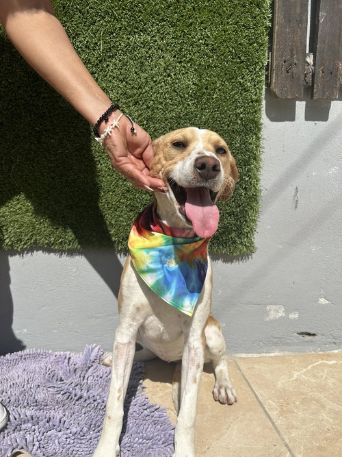 picture of the dog needing adoption