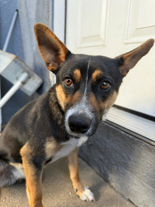 Katira, an adoptable Carolina Dog in Inglewood, CA