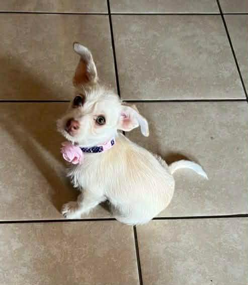 picture of the dog needing adoption