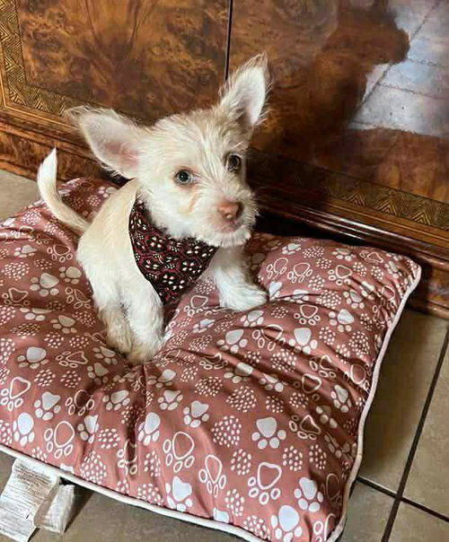 picture of the dog needing adoption