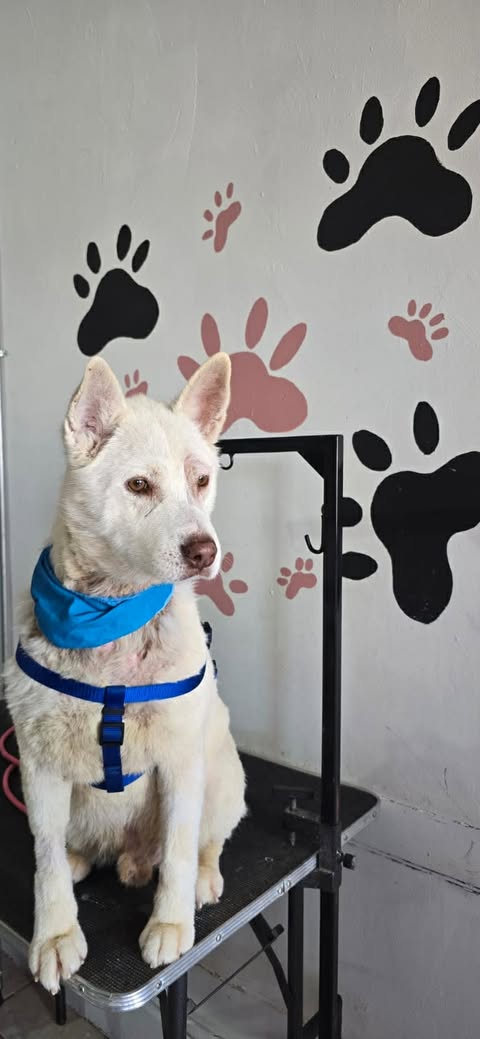 Apollo, an adoptable Australian Kelpie in Inglewood, CA