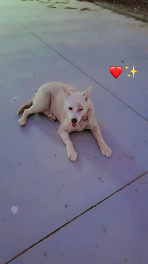 Apollo