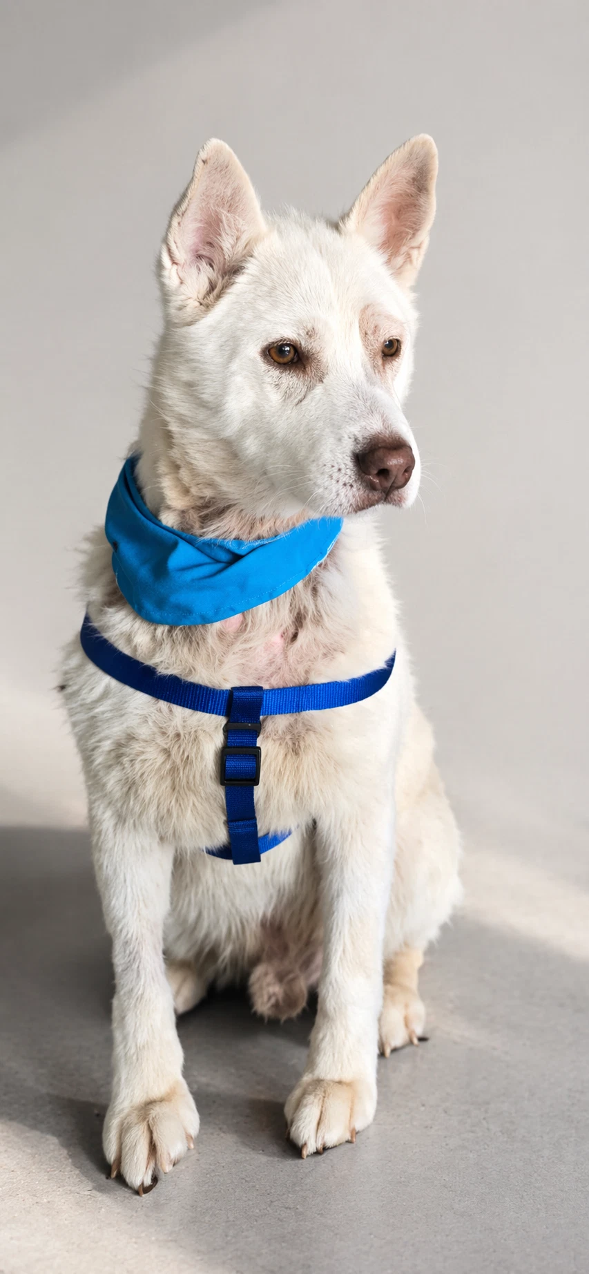 Apollo