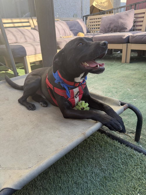 Roney, an adoptable Terrier in Inglewood, CA