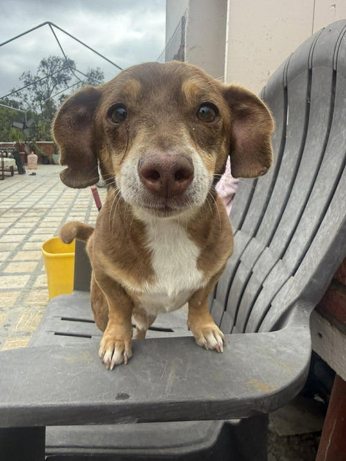 Choco, an adoptable Chihuahua in Inglewood, CA