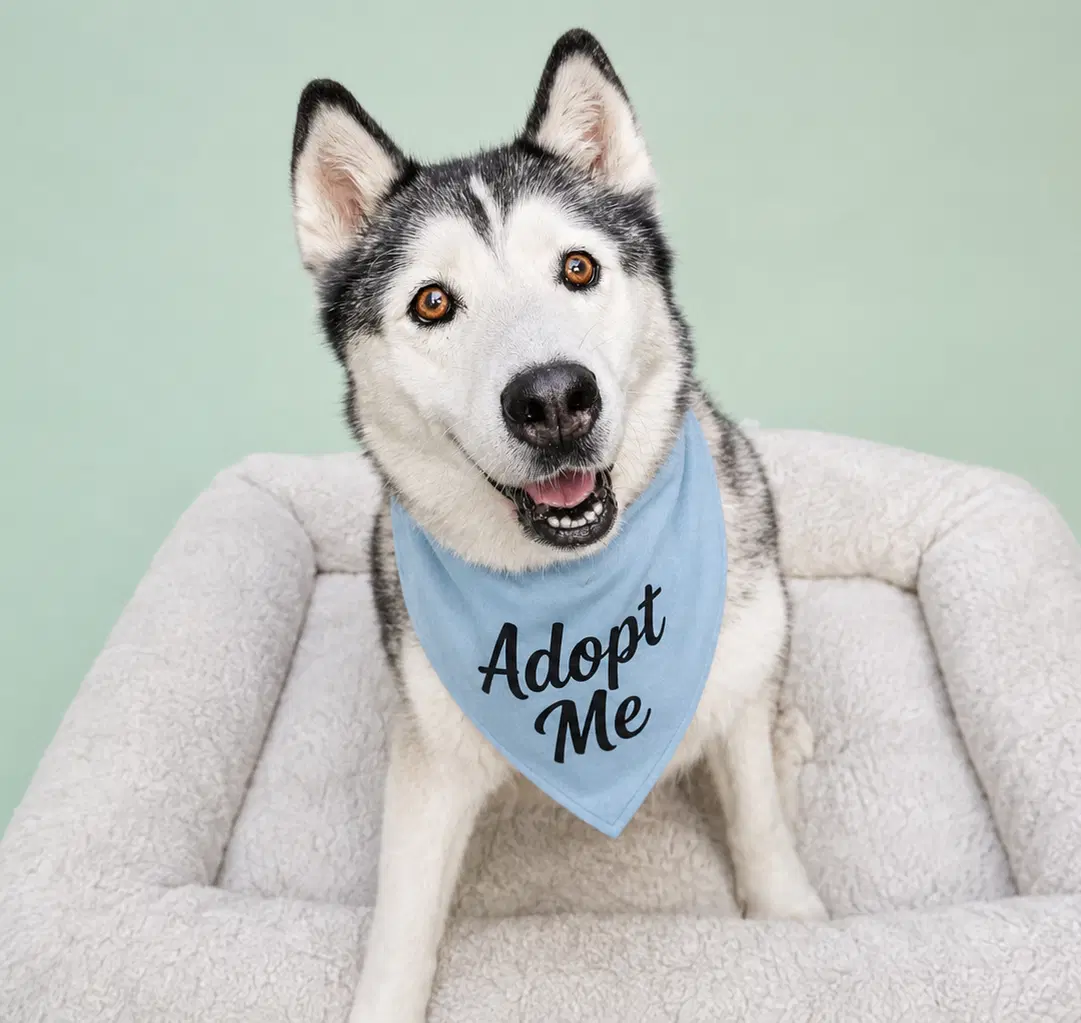 Lilo - Siberian Husky